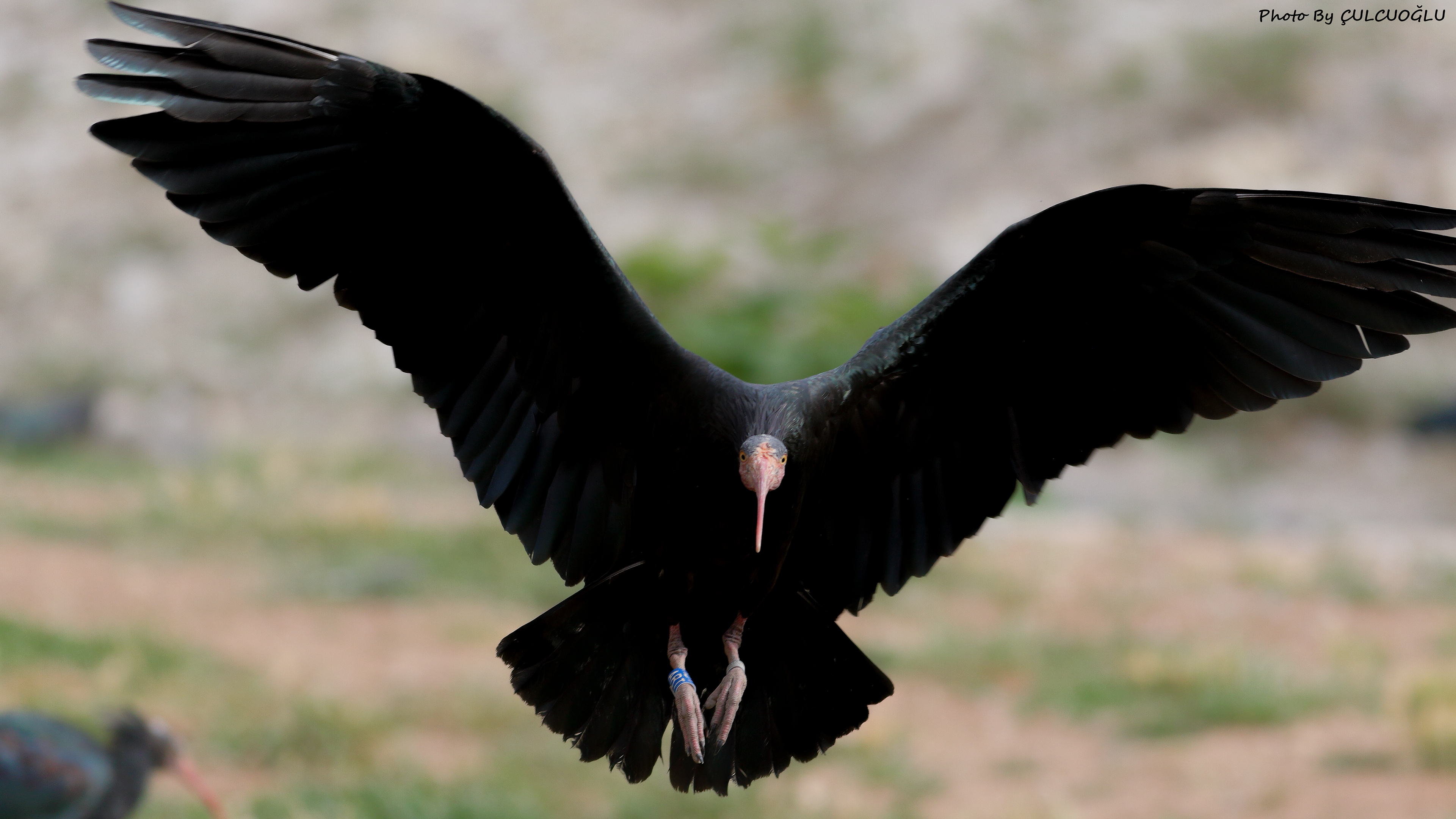 Northern Bald Ibis